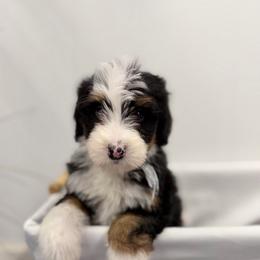 Chocolate Chip - Tri-color female Bernedoodle puppy in Hegins, Pennsylvania from Bubbling Springs Doodles, LLC