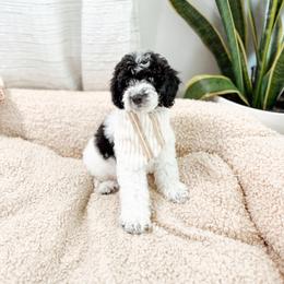 Chocolate chip - Parti male Goldendoodle puppy in Pearland, Texas from Posh Paws Puppies
