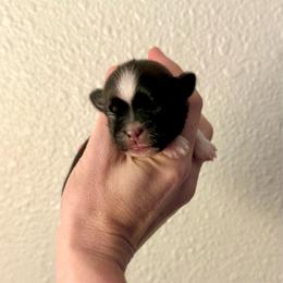 Girl 2 - Black gold and white female Shih Tzu puppy in Stroud, Oklahoma from Laik’s Little Shihtz & Poms