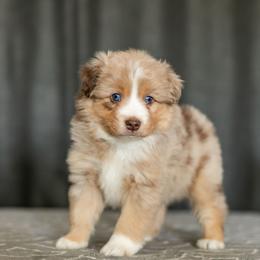 Miniature American Shepherd Puppies from King's Miniature American Shepherds
