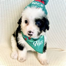 BACON - Black and white female Bernedoodle puppy in Houston, Texas from Pia’s Doodle Poodle Wag