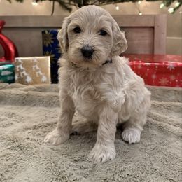 Black - Cream male Goldendoodle puppy in Tecumseh, Nebraska from Down South Doodles