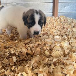 Beth - Biscuit and white female Anatolian Shepherd Dog puppy in Avon Park, Florida from Sandy Pines Homestead