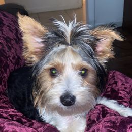 Earl - Yorkshire Terrier