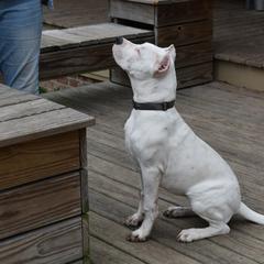 Dogo Argentino Puppies from Bestiarius Kennels