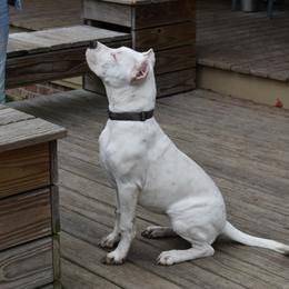 Dogo Argentino Puppies from Bestiarius Kennels