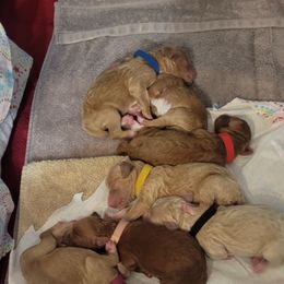 French Bulldog and Goldendoodle Puppies from Good Vibes Puppies