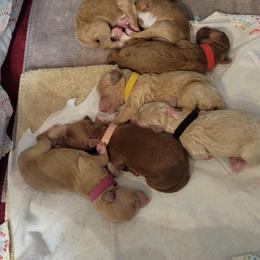 French Bulldog and Goldendoodle Puppies from Good Vibes Puppies