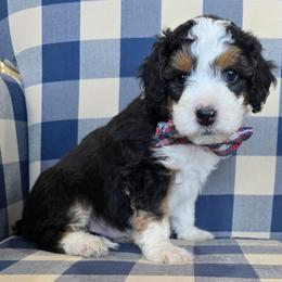 Elvis - Tri-color male Bernedoodle puppy in Galt, Missouri from Only Doodles!