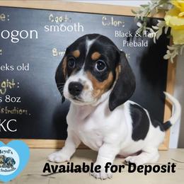 Drogon - Piebald male Dachshund puppy in Hoquiam, Washington from Heyd's Mini Dachshunds