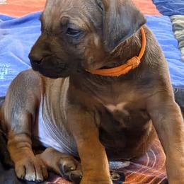 Boy 4 - male Rhodesian Ridgeback puppy in Gaffney, South Carolina from Circle D Farms