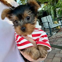 Gideon - Black and tan male Yorkshire Terrier puppy in Yuma, Arizona from Yuma Yorkie