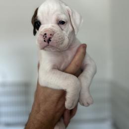 Moose - White male Boxer puppy in Apache Junction, Arizona from OTR Boxers