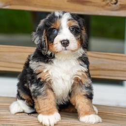 Williams - Merle male Bernedoodle puppy in Dundee, Ohio from Down Home Doodle