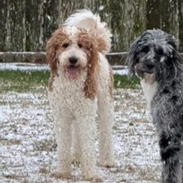 Golden Mountain Doodles from Deidre's Golden Mountain Doodles