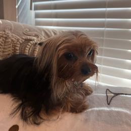 Teddy - Yorkshire Terrier