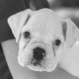 Girl 1 - Boxer puppy in Tennessee from Carrie's Boxers