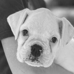 Girl 1 - Boxer puppy in Tennessee from Carrie's Boxers