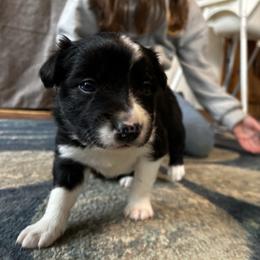 Spud - Black and white male Border Collie puppy in Franklin, Maine from Broad Meadow Borders