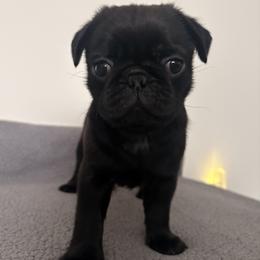 Sebastian - Black male Pug puppy in Parma, Ohio from Double Dutch Pug Co.