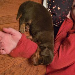 Dachshund Puppies from Tumbleweed Dachshunds