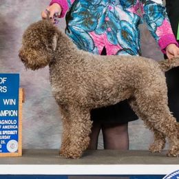 Olive - Lagotto Romagnolo