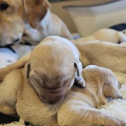 Boy 1 - Yellow male Labrador Retriever puppy in Helena, Montana from Whistling Wings Retrievers, LLC.