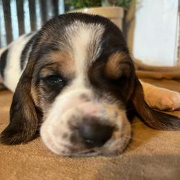 Light pink - Black brown and white female Basset Hound puppy in Hay Springs, Nebraska from Rain and Snow Bassets