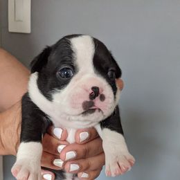 Boston Terrier Puppies from Boston's Boston Terriers AKC