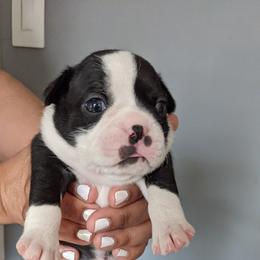 Boston Terrier Puppies from Boston's Boston Terriers AKC