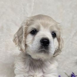 Captain - Buff male Cocker Spaniel puppy in Greers Ferry, Arkansas from Lake Area Cuddly Cockers