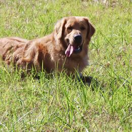 Benji - Golden Retriever