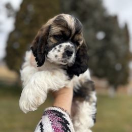 Sable and white girl - Sable and white female Cocker Spaniel puppy in Oregon from Doc's Cockers