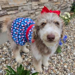 Fern - Brown and white female Aussiedoodle puppy in Buffalo, Illinois from Pear Tree Pups