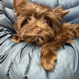 Chihuahua and Yorkshire Terrier Puppies from Fanciful Thrills Kennel