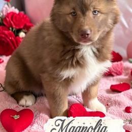 Magnolia - Red and white female Siberian Husky puppy in Florence, Kentucky from Moonlight Howl Huskies