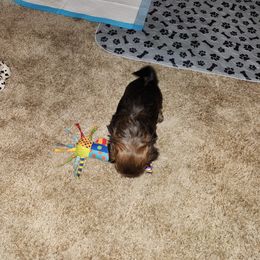 Shih Tzu Puppies from A fuzzy piece of heaven