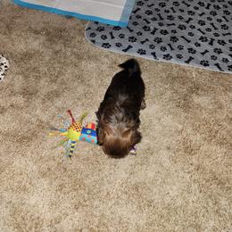 Shih Tzu Puppies from A fuzzy piece of heaven