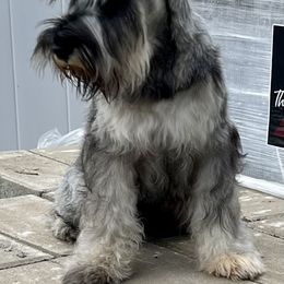 Giant Schnauzer and Miniature Schnauzer Puppies from My Angel Schnauzers