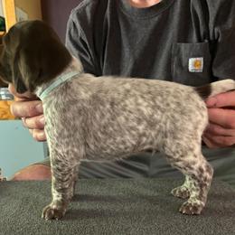 Quincy - Liver roan male German Shorthaired Pointer puppy in Topeka, Kansas from Autumn Prairie Kennel