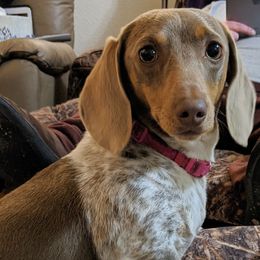 Corona - Dachshund