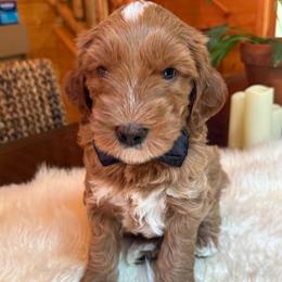 Rio - Red  male Goldendoodle puppy in Pine Grove, California from Lundee Doodles