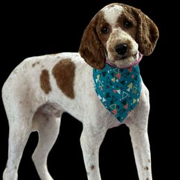 River - Aussiedoodle