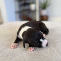 Ocelot - Black male Whippet puppy in Fort Myers, Florida from Rainbow Whippets