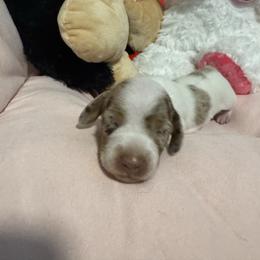 Girl 3 - Dapple female Dachshund puppy in Casselberry, Florida from Amore Mini Dachshund Breeders & More