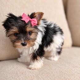 Sabrina - Parti female Yorkshire Terrier puppy in Jacksonville, Florida from Yorktown Yorkies