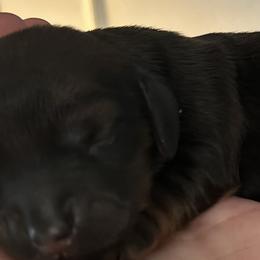 Dachshunds from Sterling Doxies