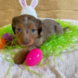 Dachshund Puppies from Shiloh Ridge Dachshunds