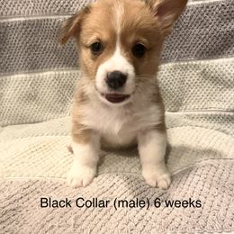 Black Collar (boy) - Red Pembroke Welsh Corgi puppy in Paris, Kentucky from Laurel Glen Farm Corgis