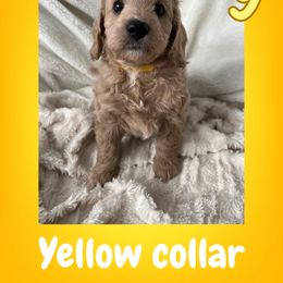 Cavapoo and Poodle Puppies from Cara Howell